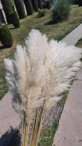 Pampas,cvet i sadnice