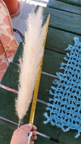 Pampas,cvet i sadnice